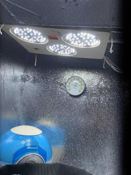 Auto Super Lemon Haze / TV Ünitesi. Week 1 - 3X LED ON