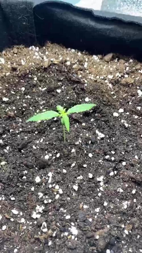 Auto Super Lemon Haze / TV Ünitesi