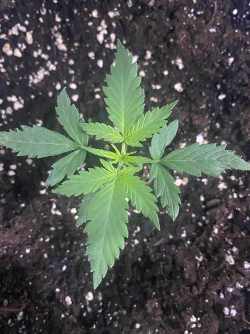 Auto Super Lemon Haze / TV Ünitesi. Week 2 - 16. Gün
1x 50W Torch 40cm
1LİTRE sulama yaptım. 1lt/2ml Root boster - 1ml Biogro