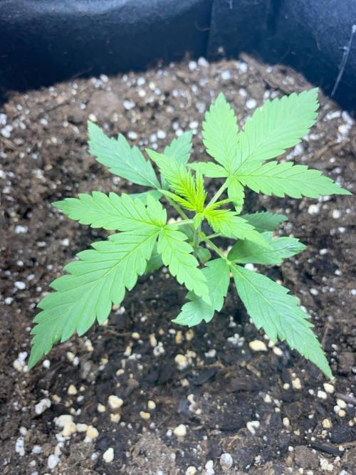 Auto Super Lemon Haze / TV Ünitesi. Week 2 - 16. Gün
1x 50W Torch 40cm
1LİTRE sulama yaptım. 1lt/2ml Root boster - 1ml Biogro