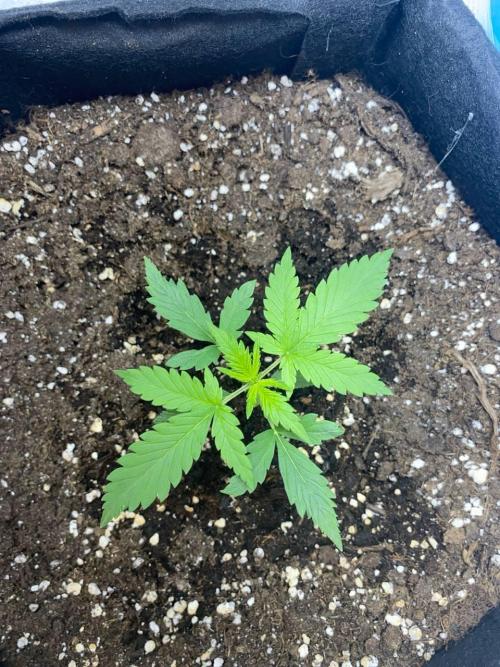 Auto Super Lemon Haze / TV Ünitesi. Week 2 - 20. Gün
2x 50W Torch 50cm
1.4 litre sulama 3ml root / 1ml grow