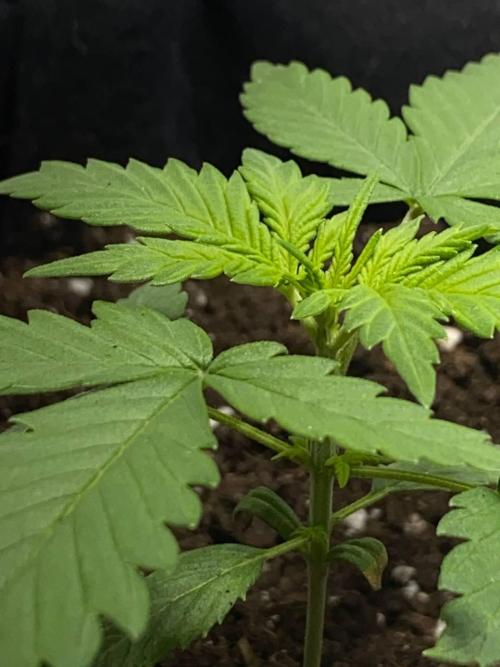 Auto Super Lemon Haze / TV Ünitesi. Week 2 - 20. Gün
2x 50W Torch 50cm
1.4 litre sulama 3ml root / 1ml grow