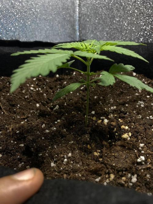 Auto Super Lemon Haze / TV Ünitesi. Week 2 - 20. Gün
2x 50W Torch 50cm
1.4 litre sulama 3ml root / 1ml grow