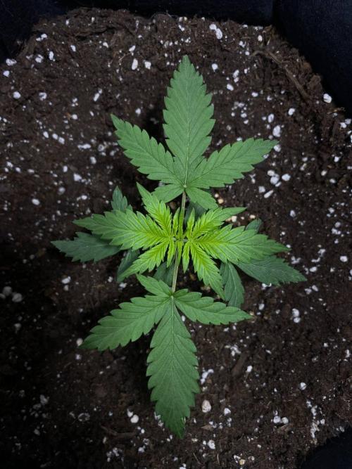 Auto Super Lemon Haze / TV Ünitesi. Week 2 - 20. Gün
2x 50W Torch 50cm
1.4 litre sulama 3ml root / 1ml grow