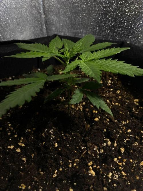 Auto Super Lemon Haze / TV Ünitesi. Week 2 - 23. Gün
2x 50W Torch 50cm
Sulama Yok.