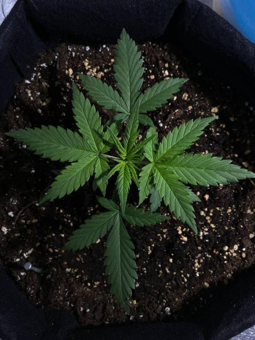 Auto Super Lemon Haze / TV Ünitesi. Week 2 - 23. Gün
2x 50W Torch 50cm
Sulama Yok.