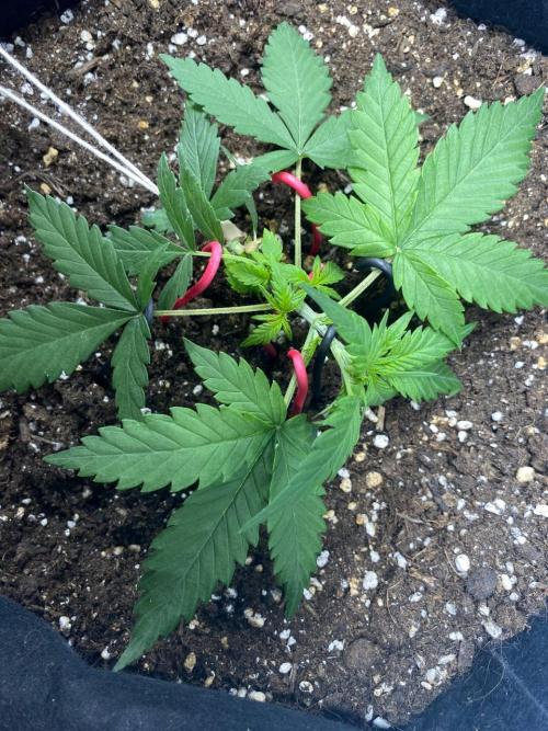 Auto Super Lemon Haze / TV Ünitesi. Week 3 - 24