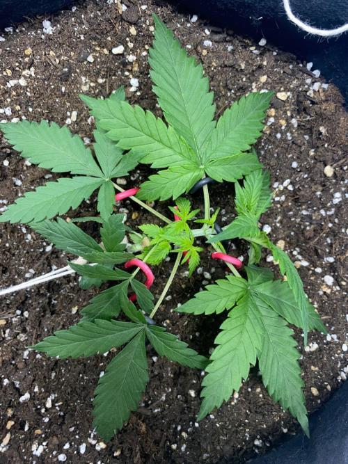 Auto Super Lemon Haze / TV Ünitesi. Week 3 - 26