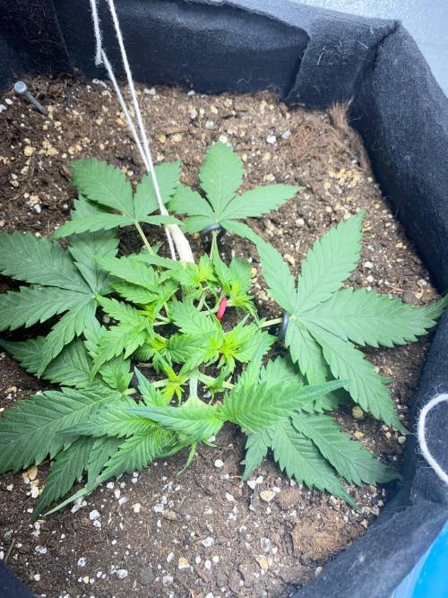 Auto Super Lemon Haze / TV Ünitesi. Week 3 - 31