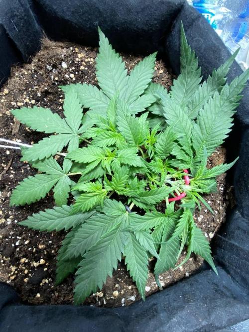 Auto Super Lemon Haze / TV Ünitesi. Week 4 - 31