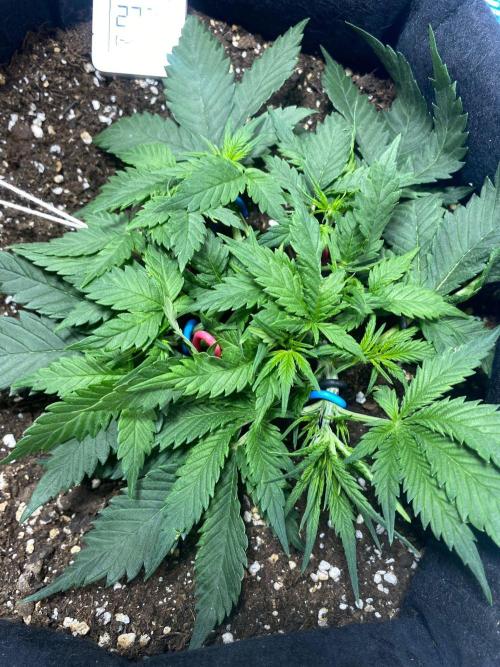 Auto Super Lemon Haze / TV Ünitesi. Week 4 - 32