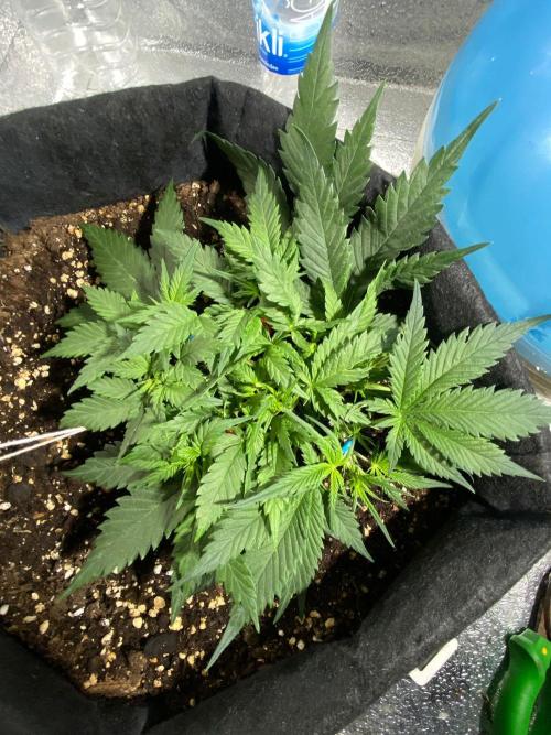 Auto Super Lemon Haze / TV Ünitesi. Week 4 - 35