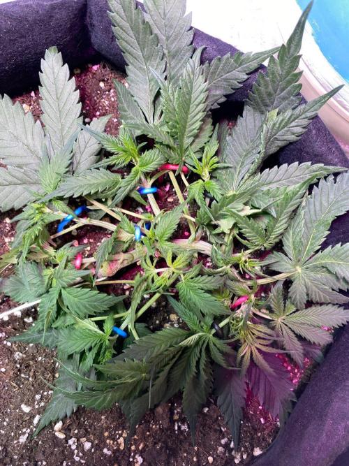 Auto Super Lemon Haze / TV Ünitesi. Week 4 - 36