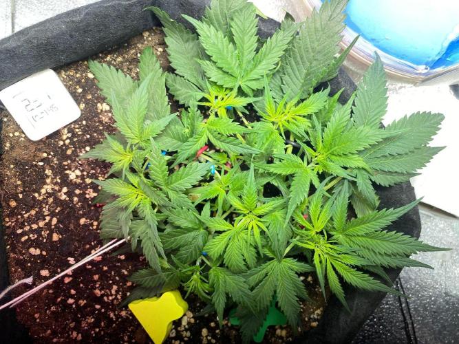 Auto Super Lemon Haze / TV Ünitesi. Week 4 - 37