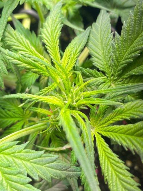 Auto Super Lemon Haze / TV Ünitesi. Week 4 - Preflowers