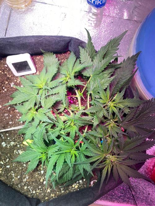 Auto Super Lemon Haze / TV Ünitesi. Week 5 - 39