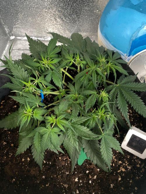 Auto Super Lemon Haze / TV Ünitesi. Week 5 - 40