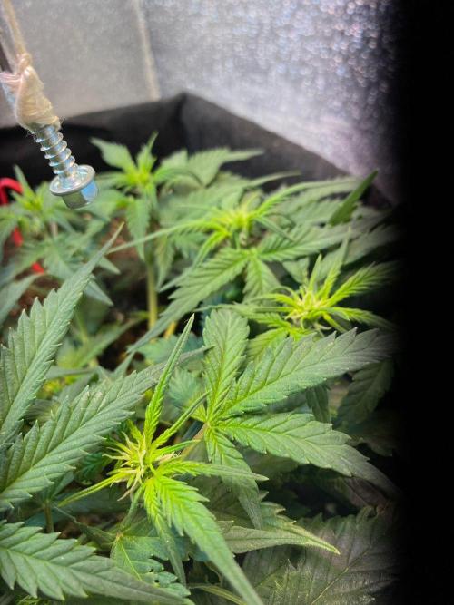 Auto Super Lemon Haze / TV Ünitesi. Week 5 - 41