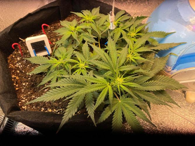 Auto Super Lemon Haze / TV Ünitesi. Week 5 - 43