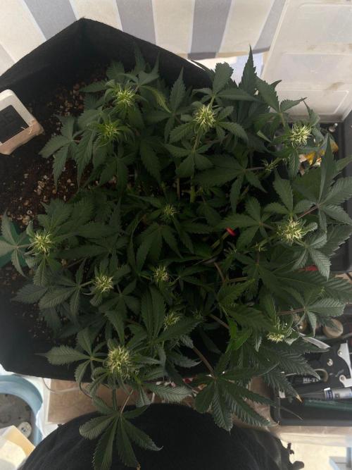 Auto Super Lemon Haze / TV Ünitesi. Week 6 - 45