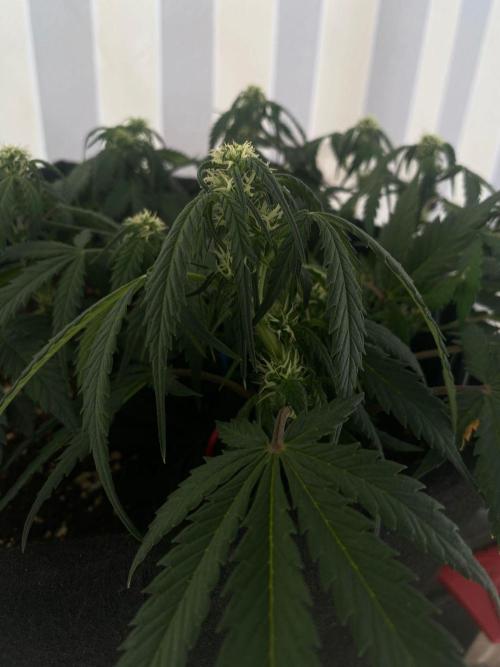 Auto Super Lemon Haze / TV Ünitesi. Week 6 - 46