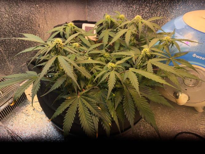 Auto Super Lemon Haze / TV Ünitesi. Week 6 - 48