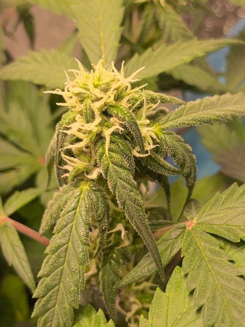 Auto Super Lemon Haze / TV Ünitesi. Week 7