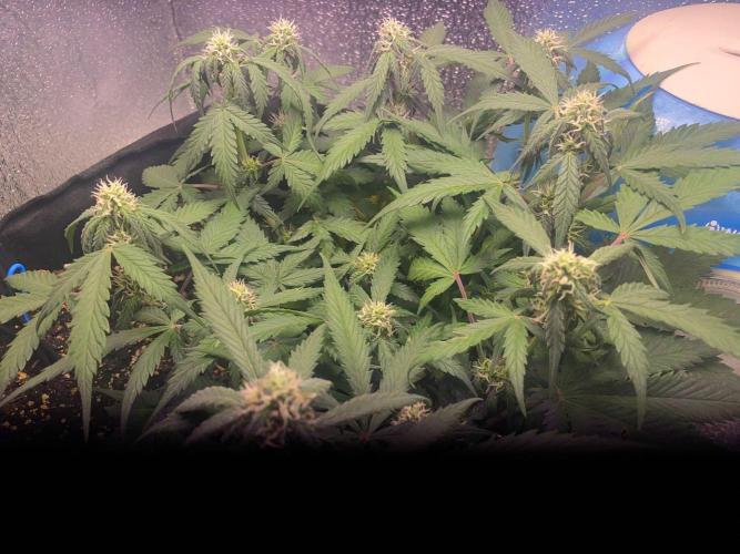 Auto Super Lemon Haze / TV Ünitesi. Week 7