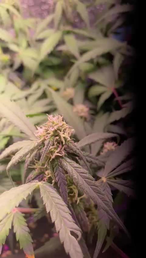Auto Super Lemon Haze / TV Ünitesi