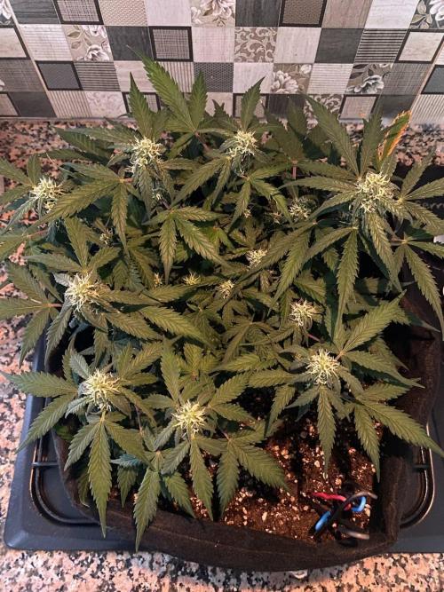 Auto Super Lemon Haze / TV Ünitesi. Week 6 - 50