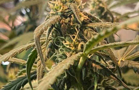 Auto Super Lemon Haze / TV Ünitesi. Week 6 - 54