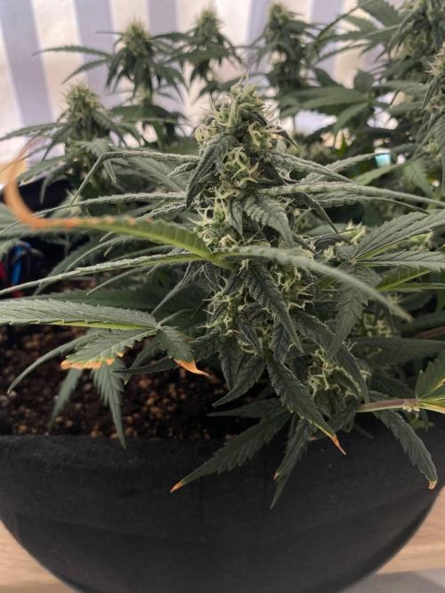 Auto Super Lemon Haze / TV Ünitesi. Week 6 - 55