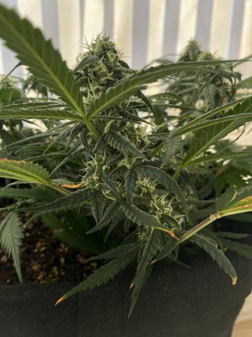 Auto Super Lemon Haze / TV Ünitesi. Week 6 - 55