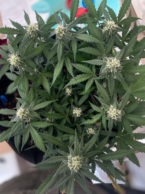 Auto Super Lemon Haze / TV Ünitesi. Week 6 - 55