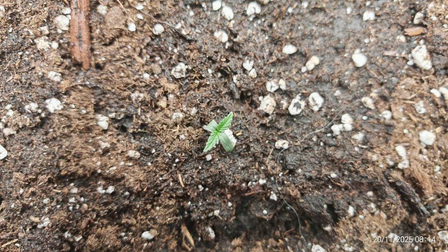 Imperium X. Week 1 - 20.11 
gegossen mit 200ml Wasser+ 0,5ml Root Juice