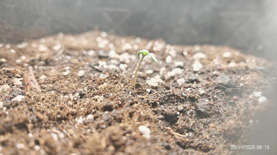 Imperium X. Week 1 - 20.11