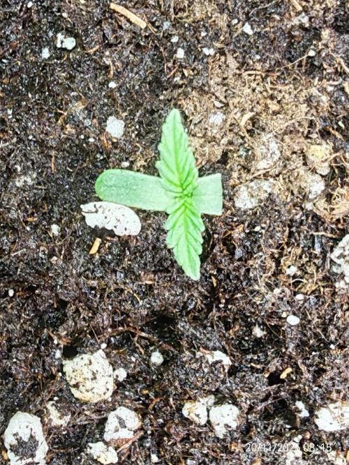 Imperium X. Week 1 - 20.11