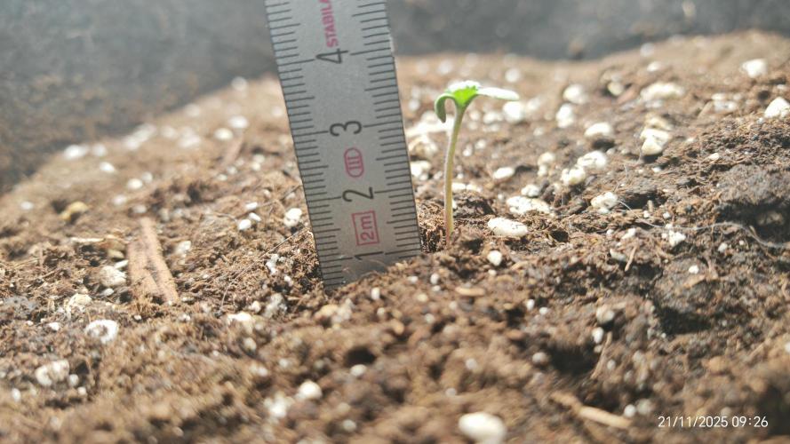 Imperium X. Week 1 - 21.11