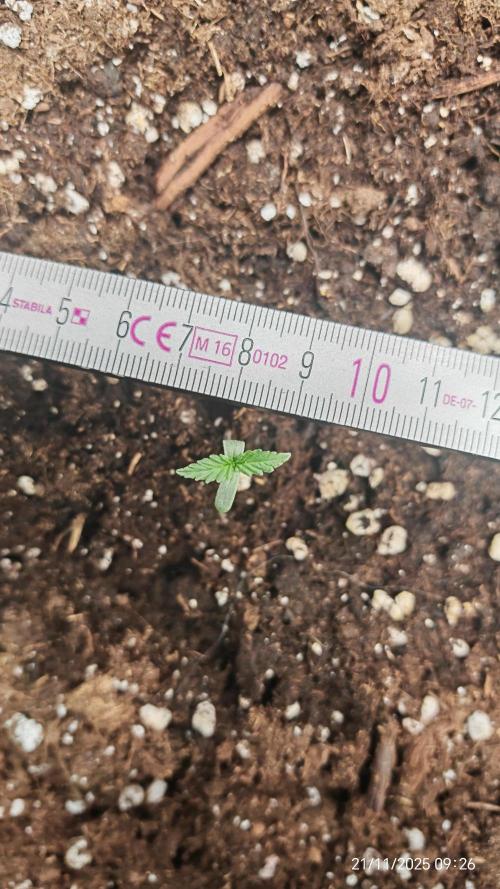 Imperium X. Week 1 - 21.11