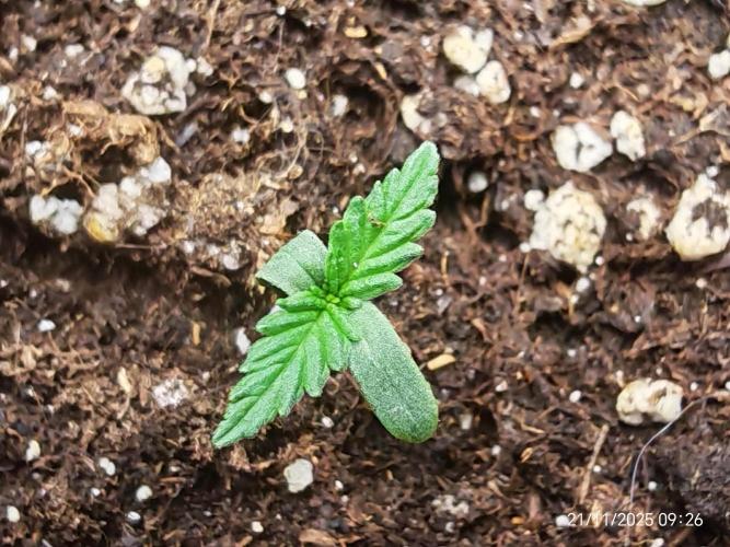 Imperium X. Week 1 - 21.11