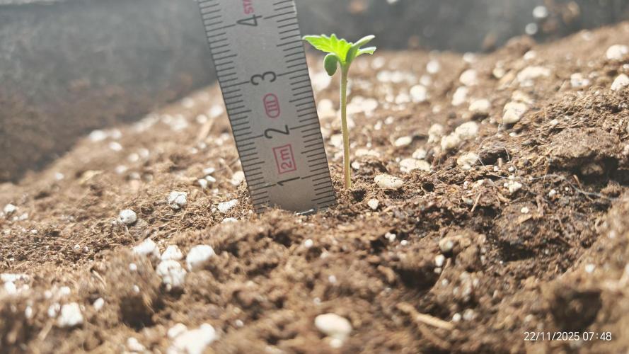 Imperium X. Week 1 - 22.11