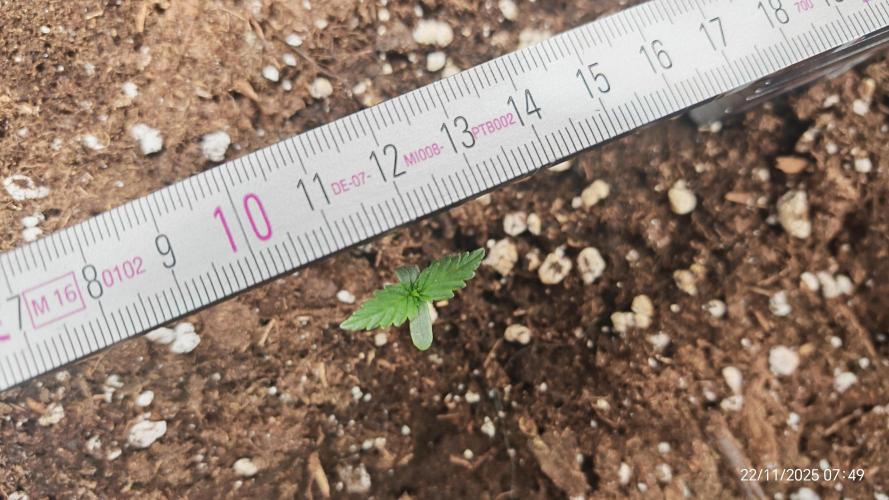 Imperium X. Week 1 - 22.11