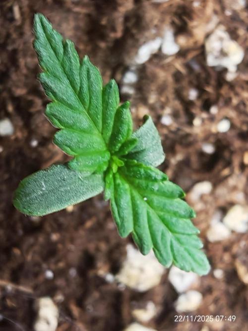 Imperium X. Week 1 - 22.11