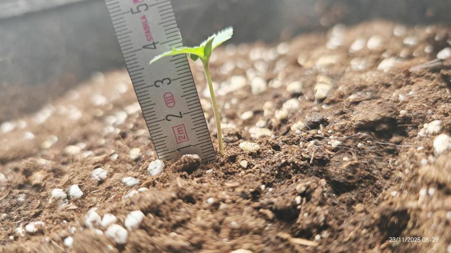 Imperium X. Week 1 - 23.11 gegossen mit 200ml Wasser+0,7ml Root Juice