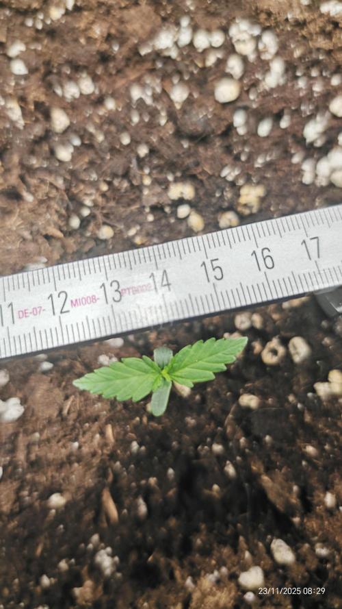 Imperium X. Week 1 - 23.11