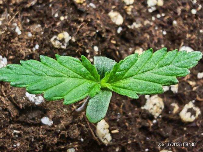 Imperium X. Week 1 - 23.11