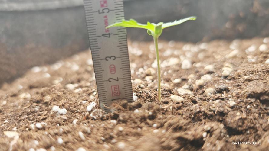 Imperium X. Week 1 - 24.11