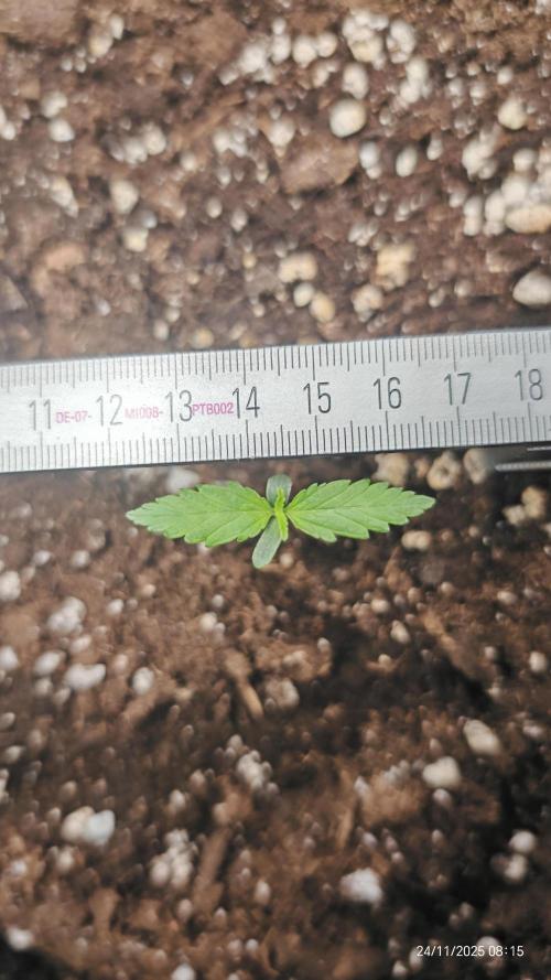 Imperium X. Week 1 - 24.11