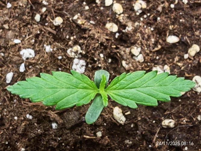 Imperium X. Week 1 - 24.11