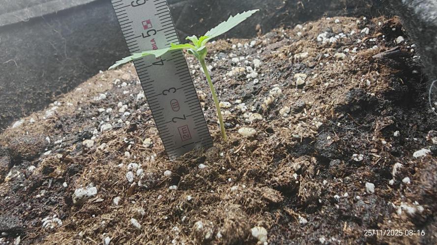 Imperium X. Week 1 - 25.11